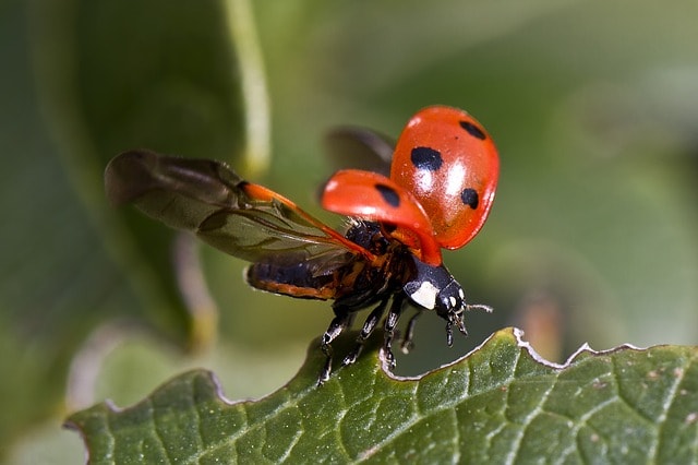 miniatura przykładowego zdjęcia